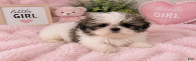 Patticake