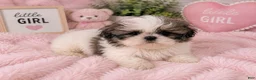 Shih Tzu dogs for sale: Patticake - Ad 1