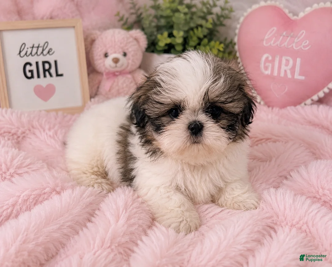 Shih Tzu dogs for sale: Patticake - Ad 1