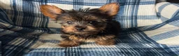Yorkshire Terrier dogs for sale: Scotty-Yorkshire Terrier 2 - Ad 7