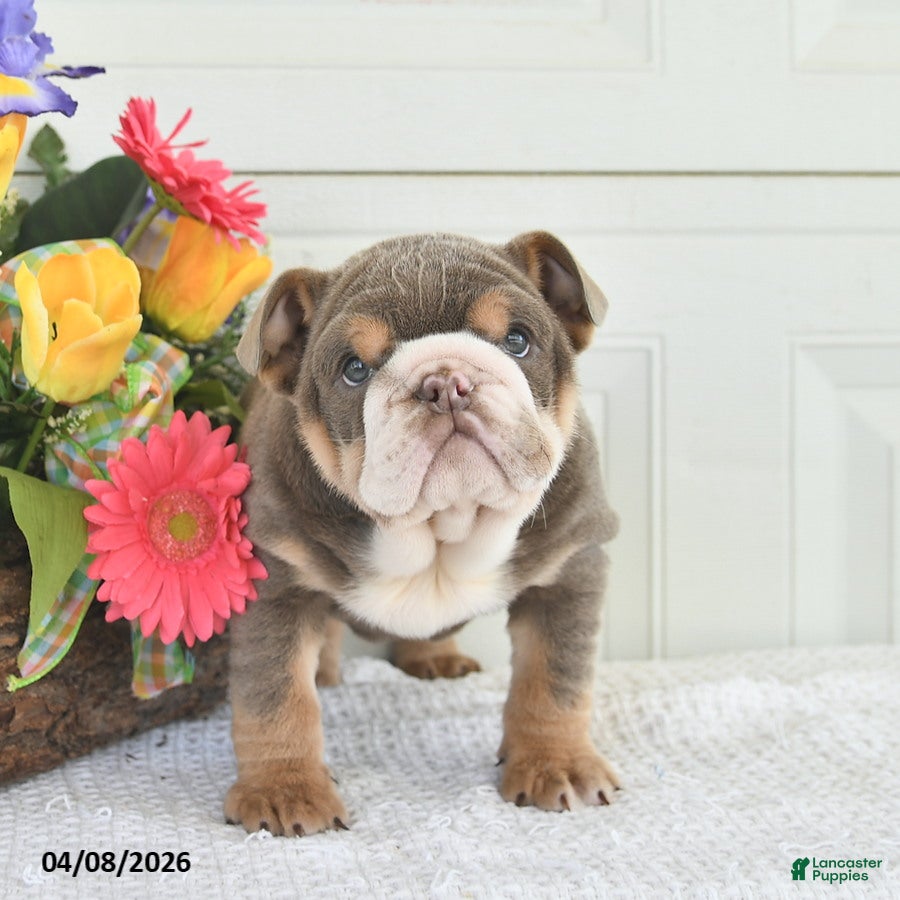 English Bulldog dogs Zelda - Ad 2