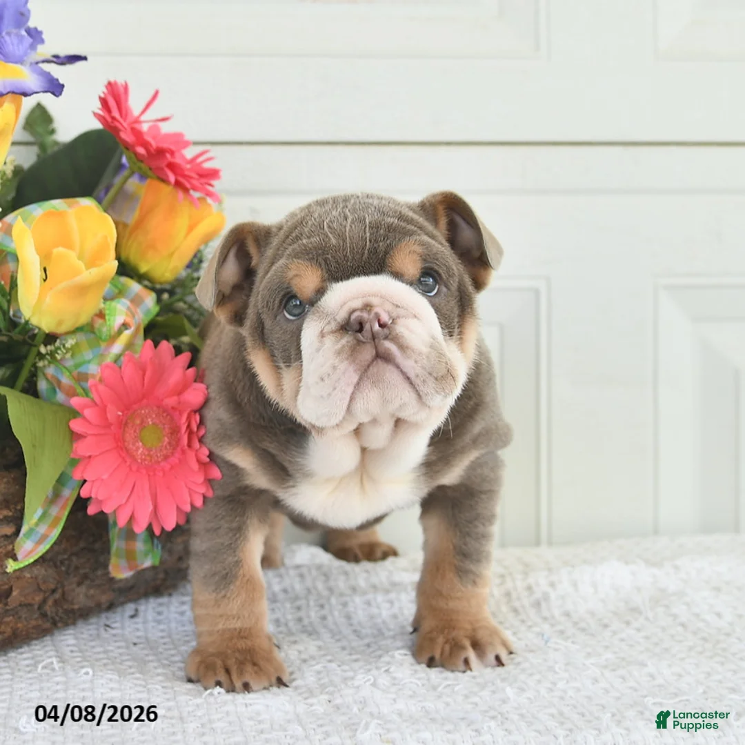 English Bulldog dogs for sale: Zelda - Ad 2