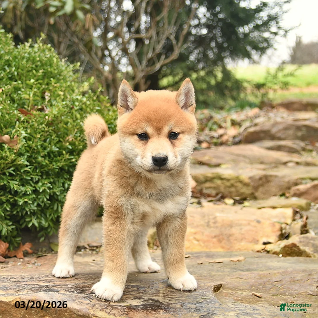 Shiba Inu dogs for sale: Denver  - Ad 1