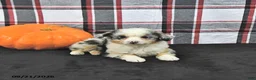 Mini Aussiedoodle dogs for sale: Dora - Ad 4