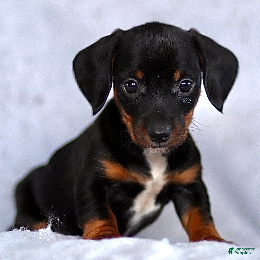Dachshund dogs Kyle - Ad 2