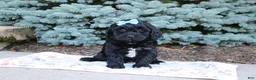 Cavapoo dogs for sale: Randall - Ad 3