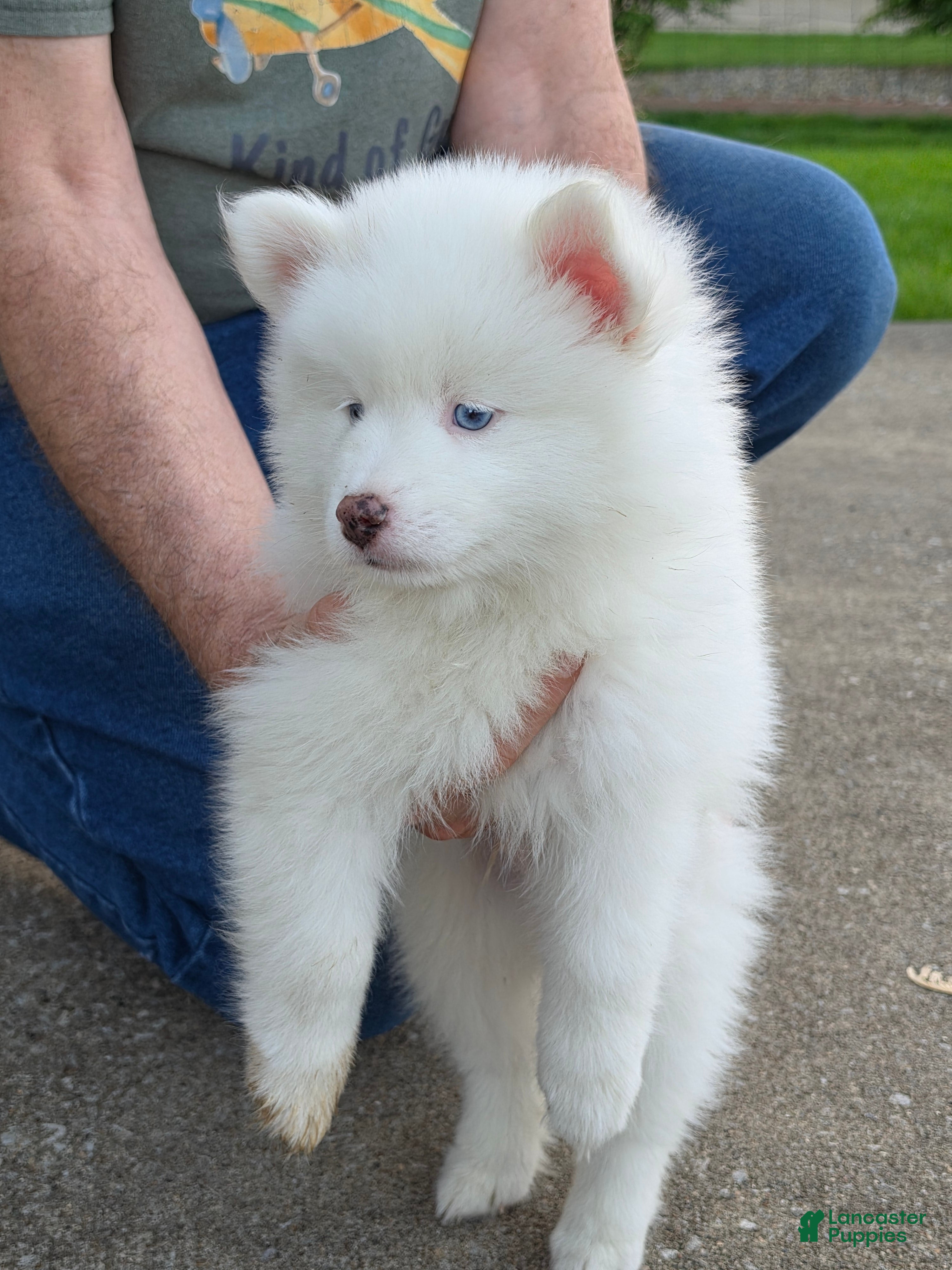 Pomsky dogs FRED - Ad 42