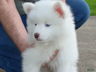 Pomsky dogs FRED - Ad 42