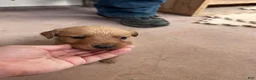 Golden Retriever dogs for sale: Max (teal) - Ad 3