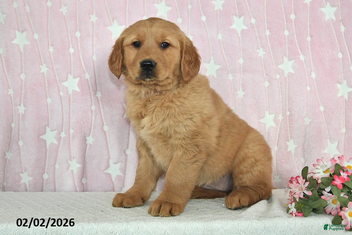 Golden Retriever dogs River - Ad 26
