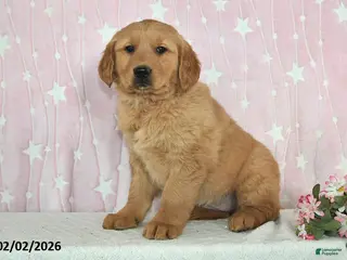 Golden Retriever dogs River - Ad 26