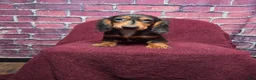 Miniature Dachshund dogs for sale: Max - Ad 9
