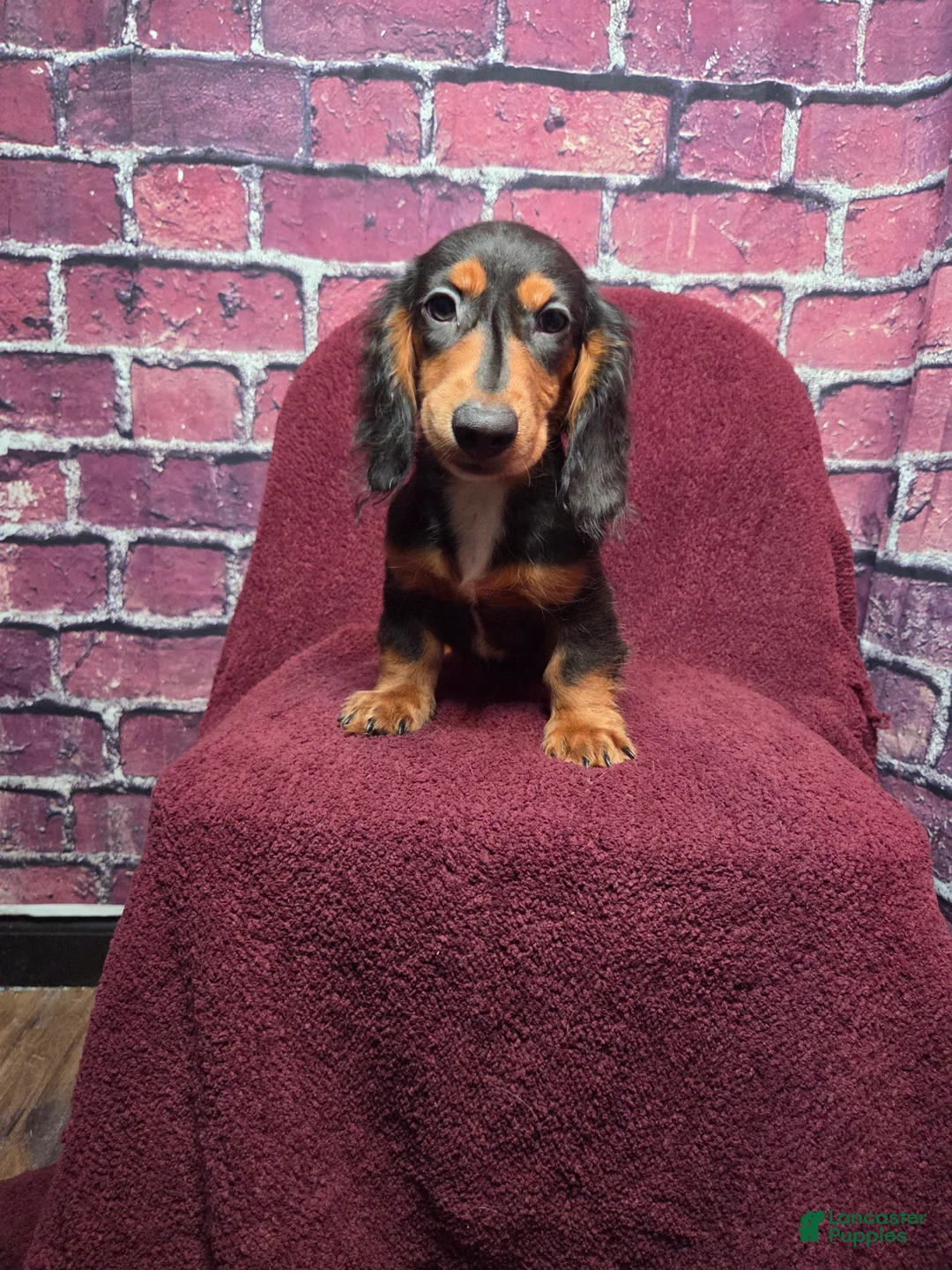Miniature Dachshund dogs for sale: Max - Ad 9