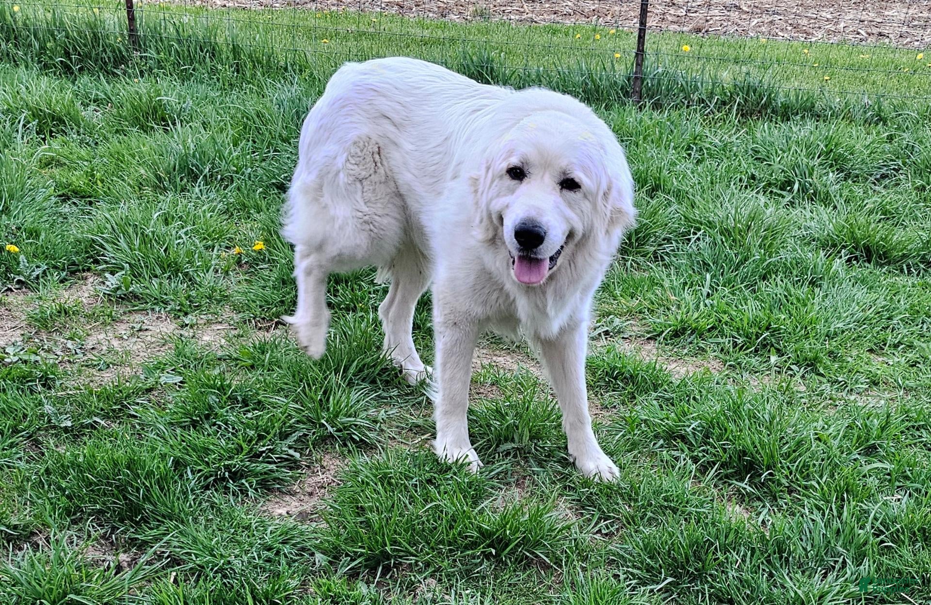 Mixed Breed dogs for sale: PYREDOODLE  - Ad 2
