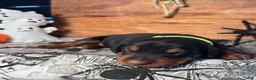 Doberman Pinscher dogs for sale: GhostFace: European Bloodlines - Ad 2