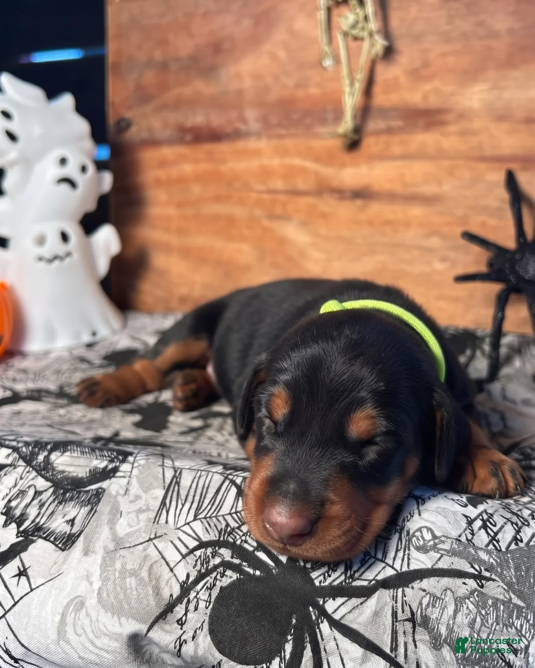 Doberman Pinscher dogs for sale: GhostFace: European Bloodlines - Ad 2