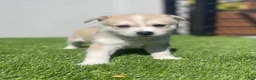 Alaskan Klee Kai dogs for sale: Rhaella - Ad 11