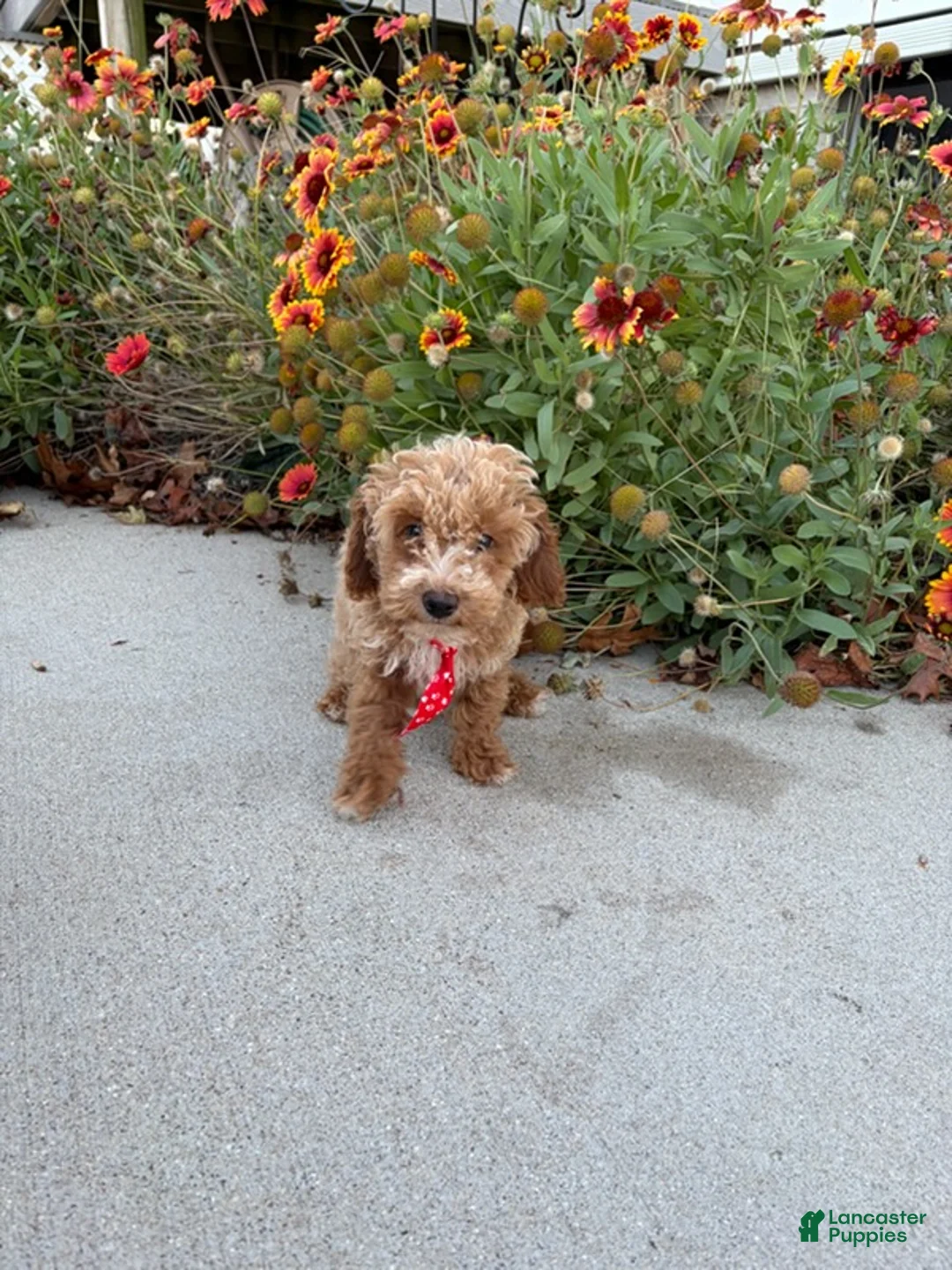 Miniature Poodle dogs for sale: Tucker - Ad 2