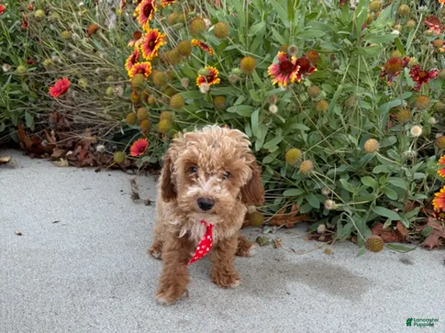 Miniature Poodle dogs for sale: Tucker - Ad 2