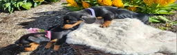 Miniature Dachshund dogs for sale: Zurie - Ad 7