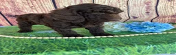 Miniature Labradoodle dogs for sale: Sonny - Ad 8