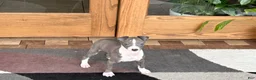 Italian Greyhound dogs for sale: Jerry - Ad 5