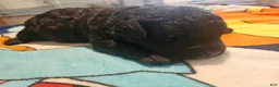 Labradoodle dogs for sale: Curly Black Male Labradoodle - Ad 5