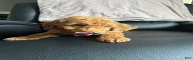 Mini Goldendoodle 2
