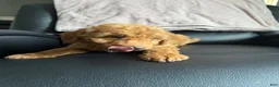 Mini Goldendoodle dogs for sale: Mini Goldendoodle 2 - Ad 1