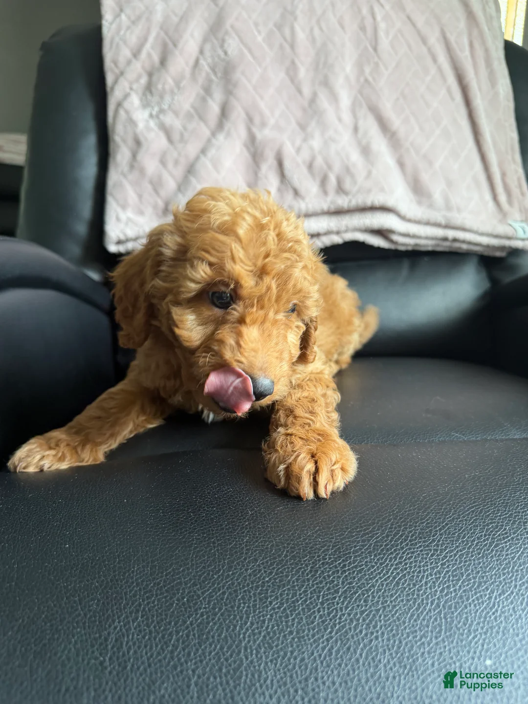 Mini Goldendoodle dogs for sale: Mini Goldendoodle 2 - Ad 1