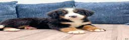 Bernese Mountain Dog dogs for sale: Iris - Ad 3