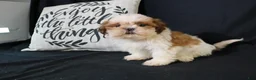 Shih Tzu dogs for sale: Buddy - Ad 18