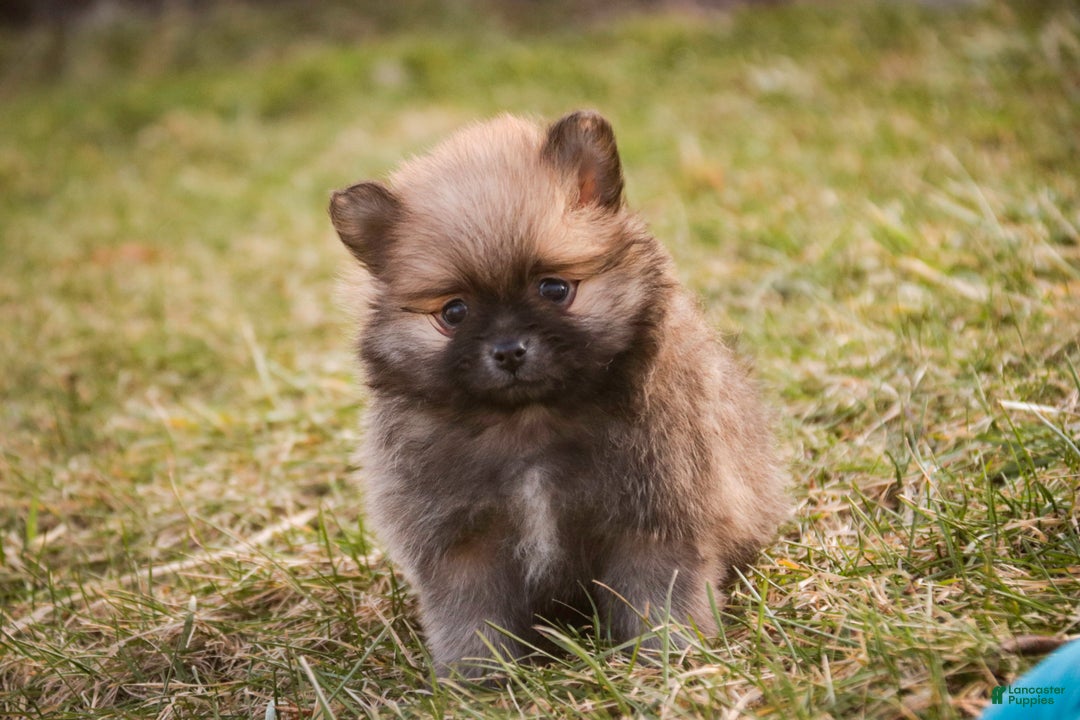 Pomeranian dogs for sale: Bingley - Ad 9