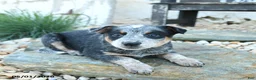 Australian Cattle Dog dogs for sale: Katelyn - Ad 3