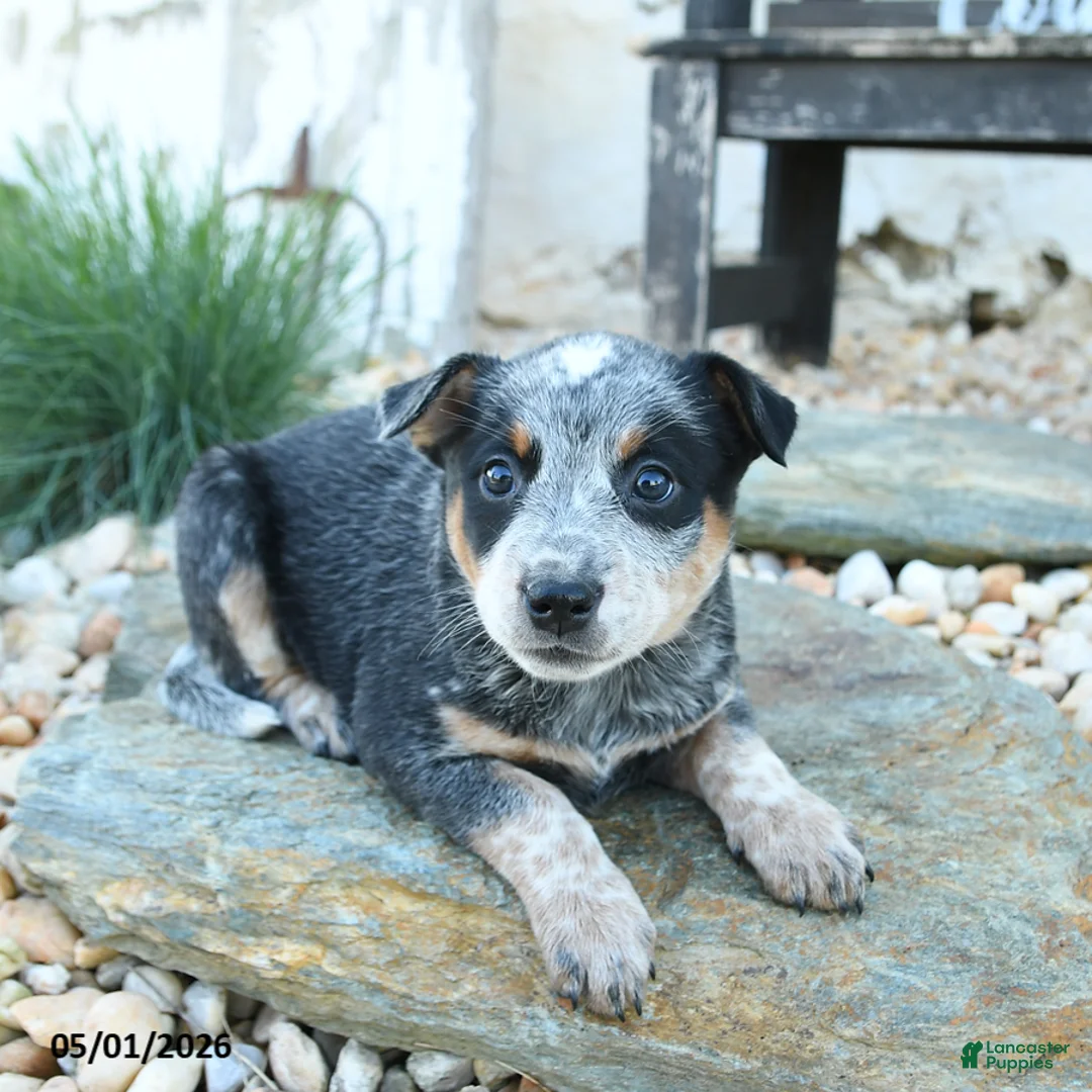 Australian Cattle Dog dogs for sale: Katelyn - Ad 3