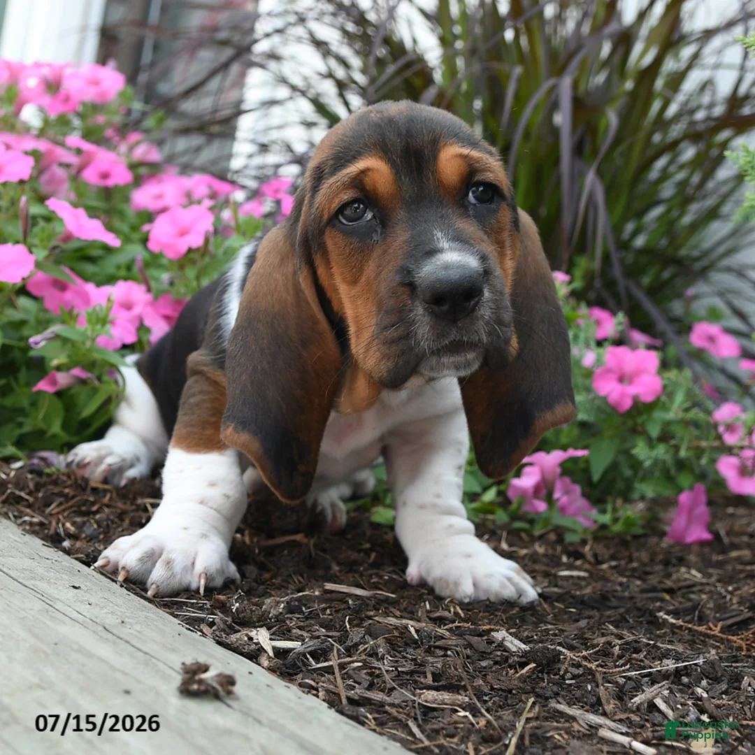 Basset Hound dogs for sale: Olive  - Ad 3