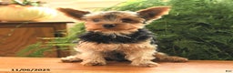 Yorkshire Terrier dogs for sale: Little Mowgli - Ad 5