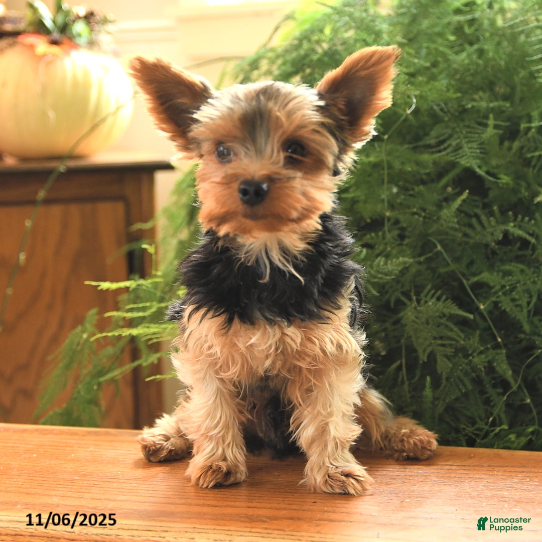 Yorkshire Terrier dogs for sale: Little Mowgli - Ad 5