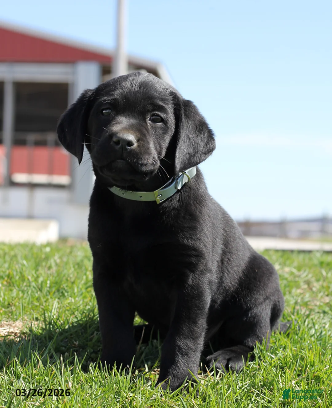 Labrador Retriever dogs for sale: Brittney - Ad 2