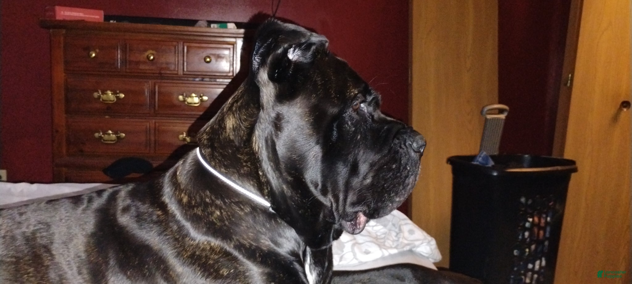 Cane Corso dogs Looking for a Stud - Ad 1