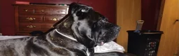 Cane Corso dogs for stud: Looking for a Stud - Ad 1