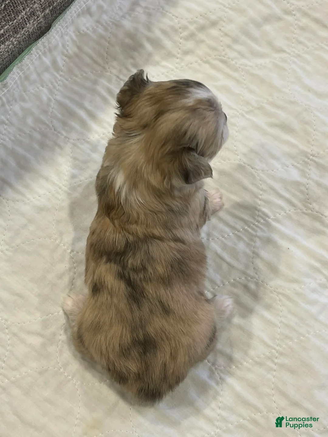 Chihuahua dogs for sale: Peyton - Ad 3