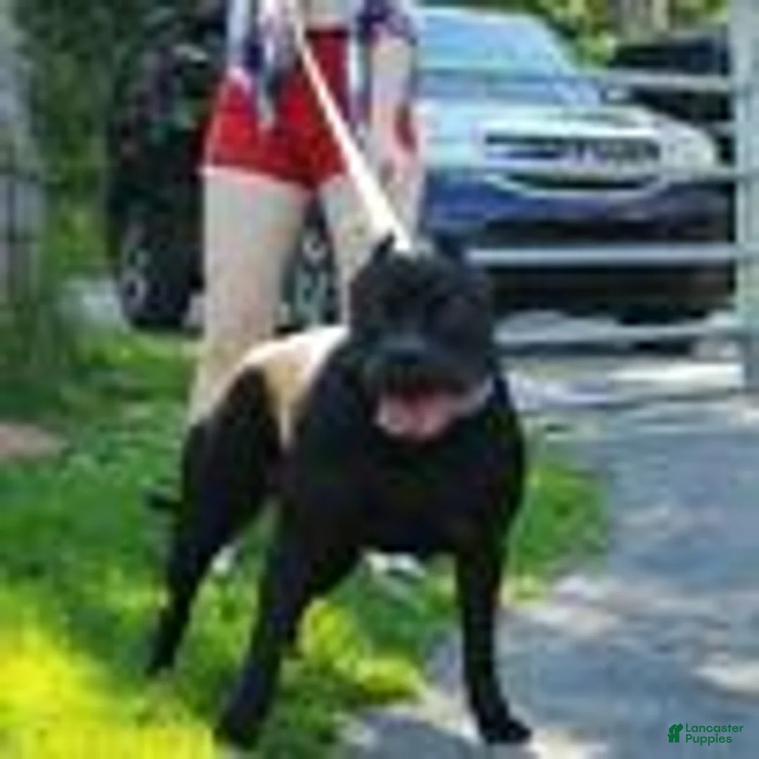 American Bully dogs for sale: Jax Forrest - Ad 2