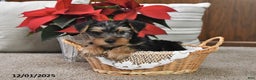 Yorkshire Terrier dogs for sale: Asher - Ad 2