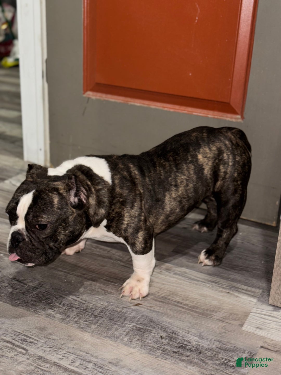 American Bully dogs for sale: American Bully Puppy 2 - Ad 3