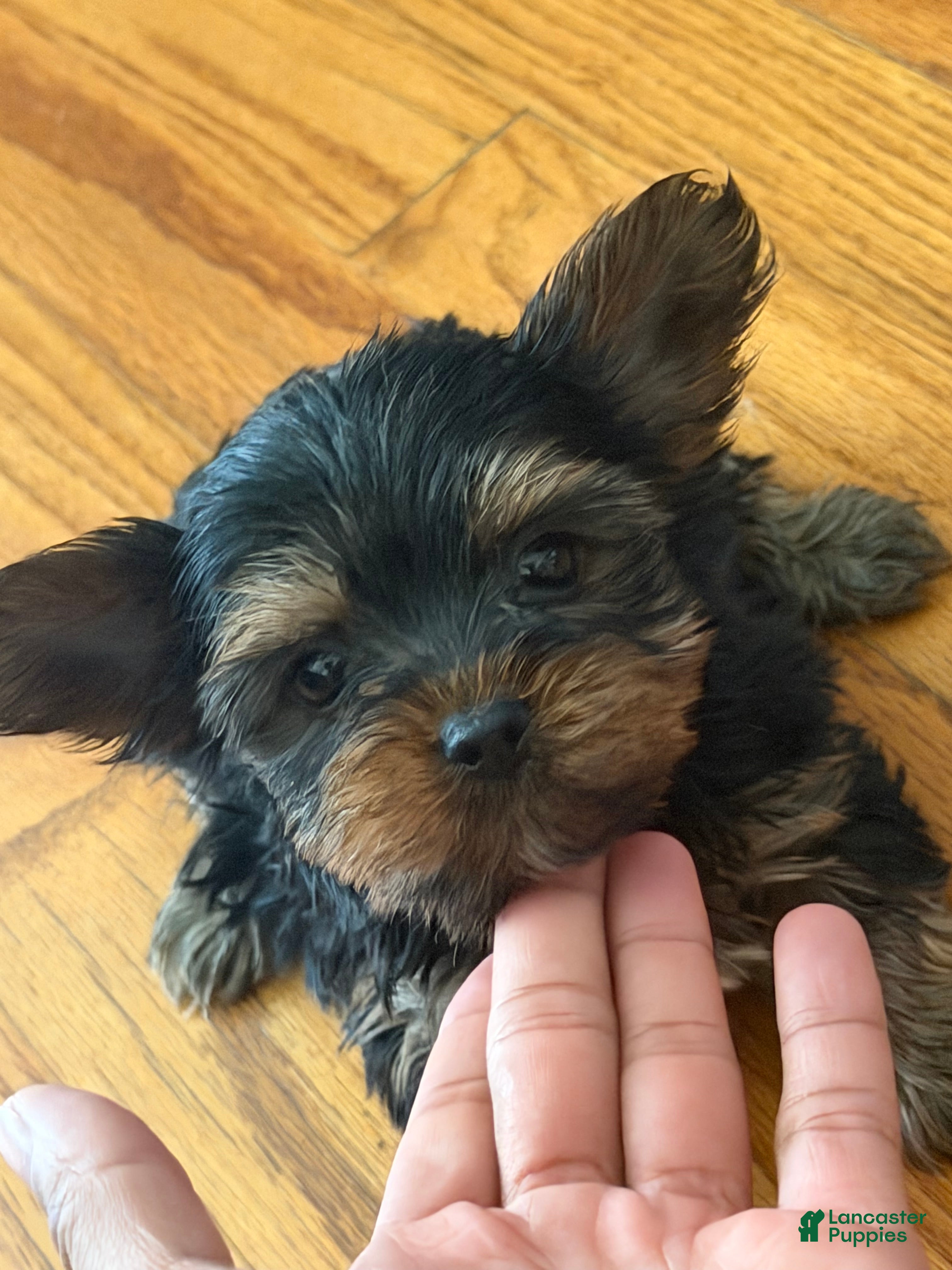 Yorkshire Terrier dogs Babydoll - Ad 1