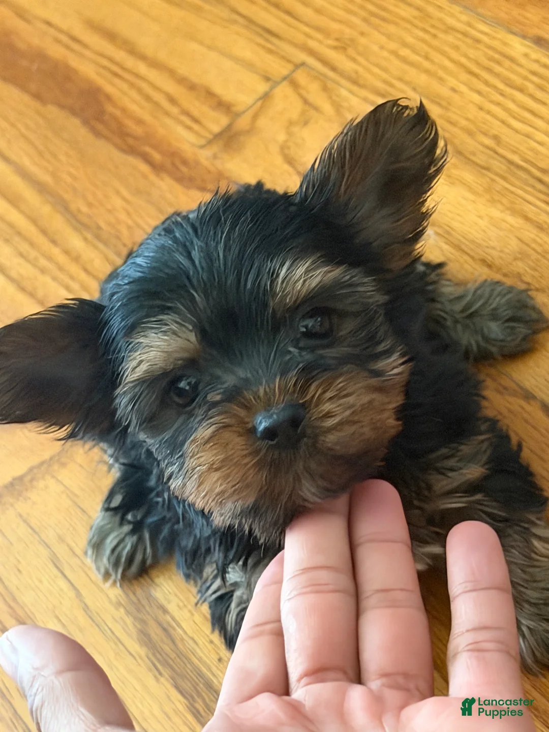 Yorkshire Terrier dogs for sale: Babydoll - Ad 1