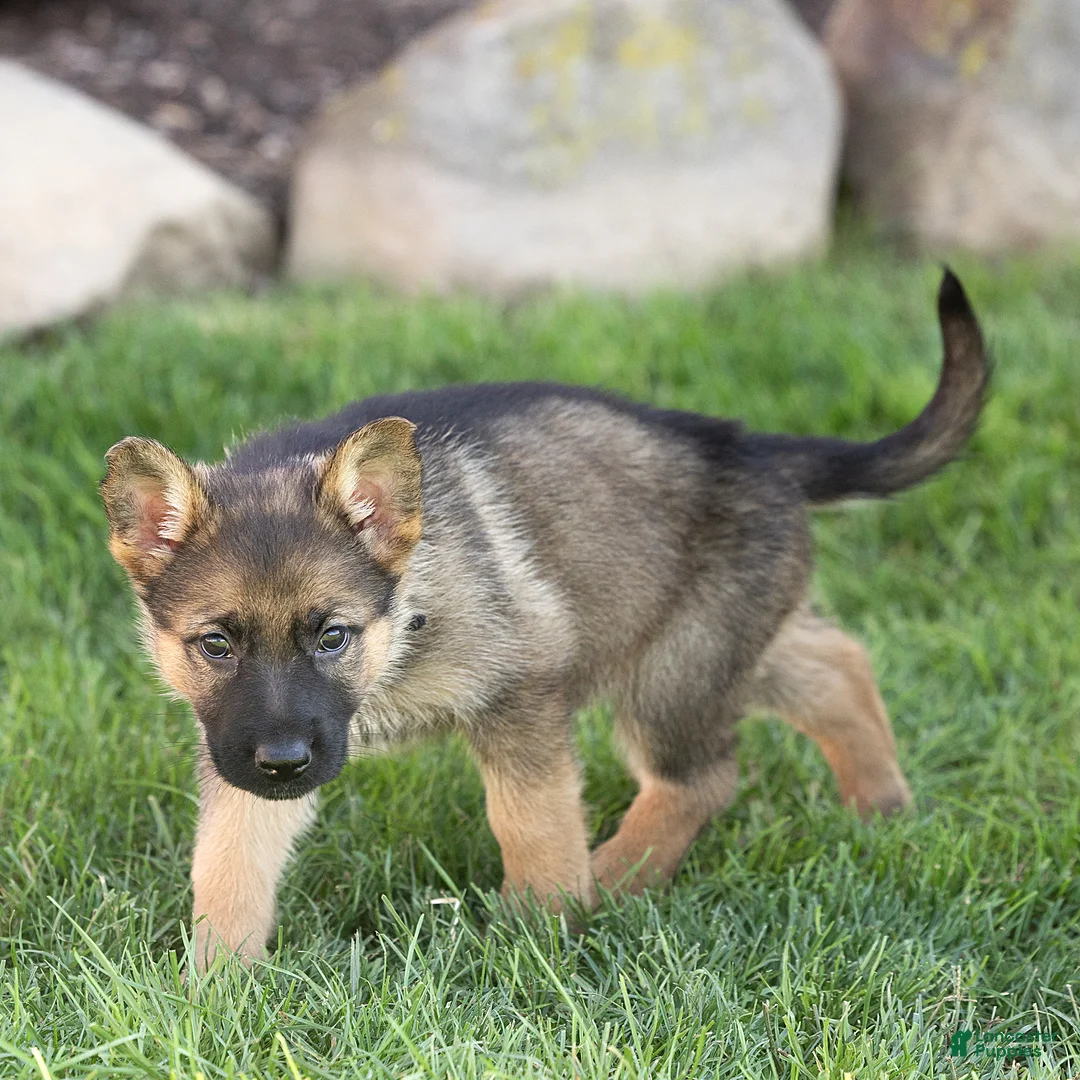 German Shepherd dogs for sale: Steph German Shepherd  - Ad 2