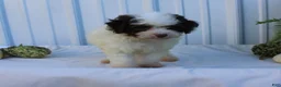Miniature Poodle dogs for sale: Smokey - Ad 13
