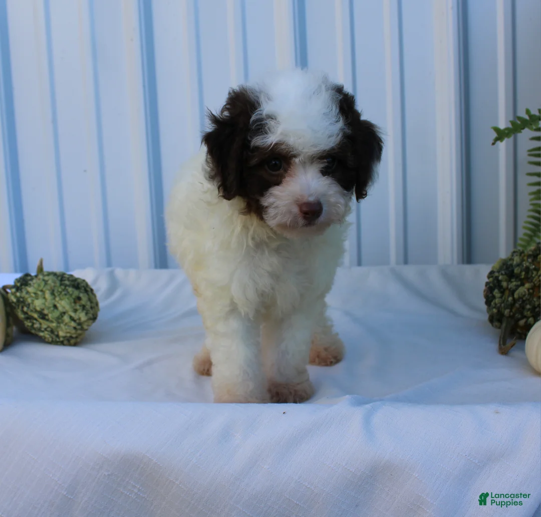 Miniature Poodle dogs for sale: Smokey - Ad 13